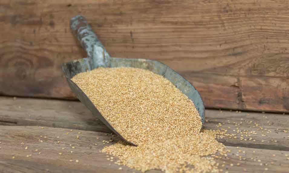 واردات نهاده های دامی با بازرگانی مهیر